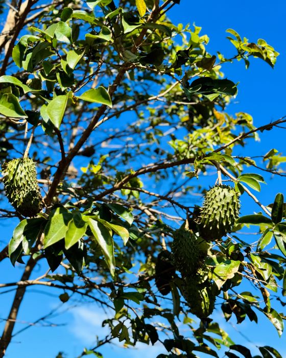 Trekking Đỉnh Chư Nâm Gia Lai