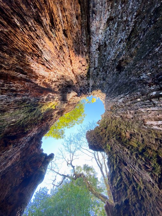 Trekking Combo Tả Liên Sơn Răng Cưa