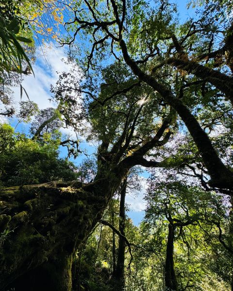 Trekking Combo Tả Liên Sơn Răng Cưa