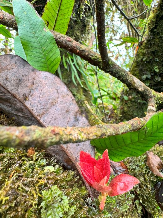 Trekking Combo Tả Liên Sơn Răng Cưa