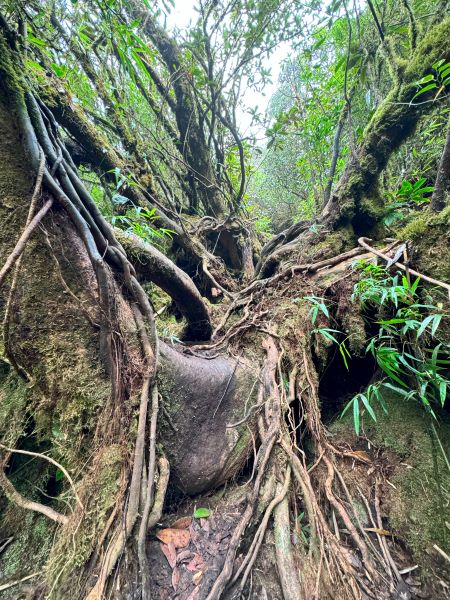 Trekking Combo Tả Liên Sơn Răng Cưa