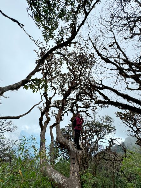 Trekking Combo Tả Liên Sơn Răng Cưa