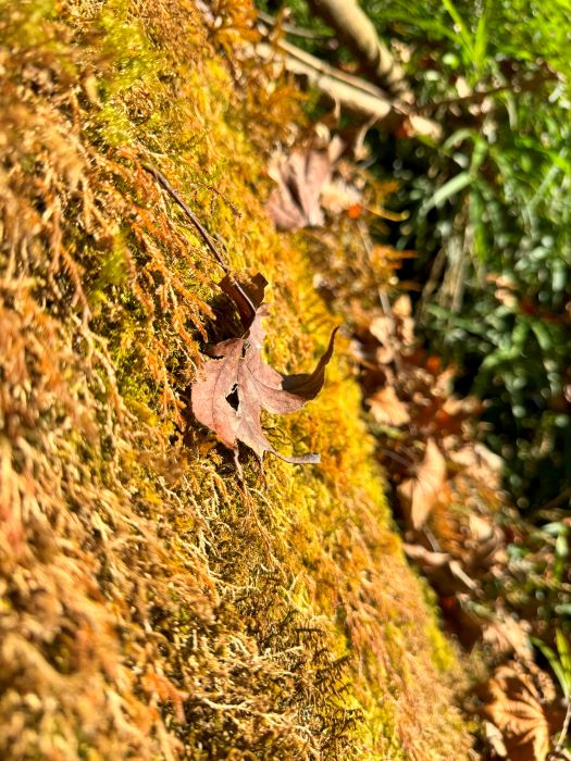 Trekking Combo Tả Liên Sơn Răng Cưa